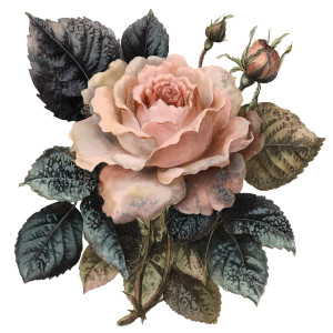 Gothic Peach Rose Vinyl Car Decal Sticker – Waterproof & UV-Resistant 8"